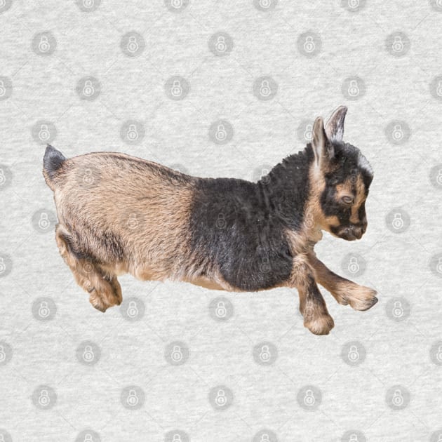 Bouncing Baby Goat 8 by Ory Photography Designs